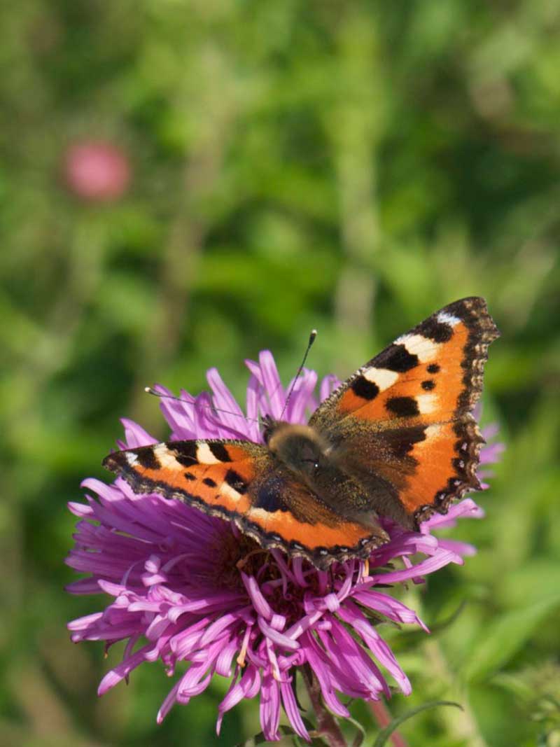 neslesommerfugl-asters