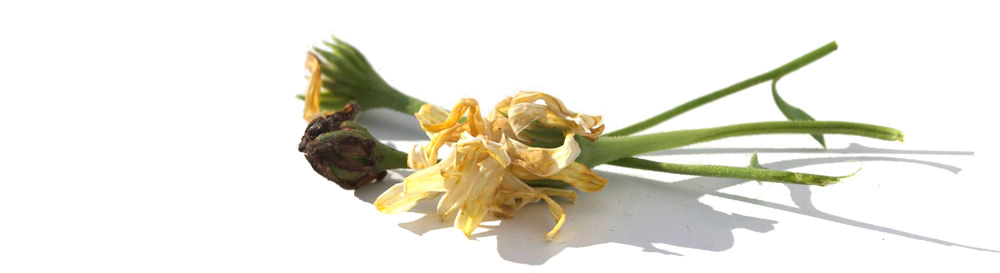 margeritt