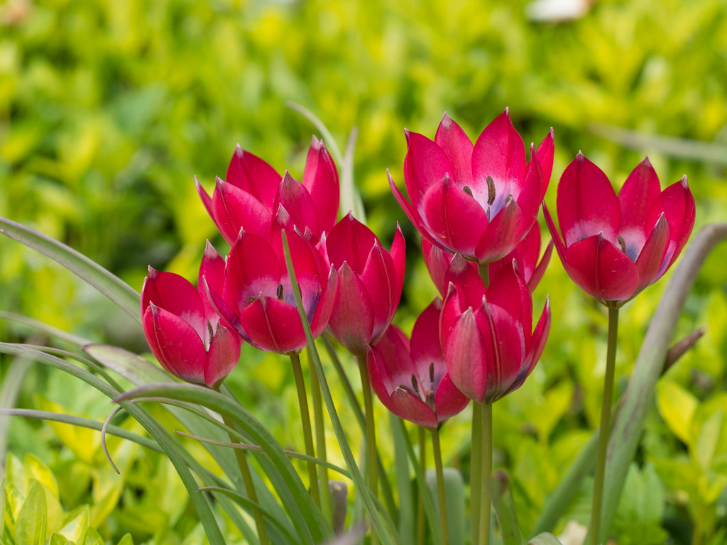 botanisk-tulipan
