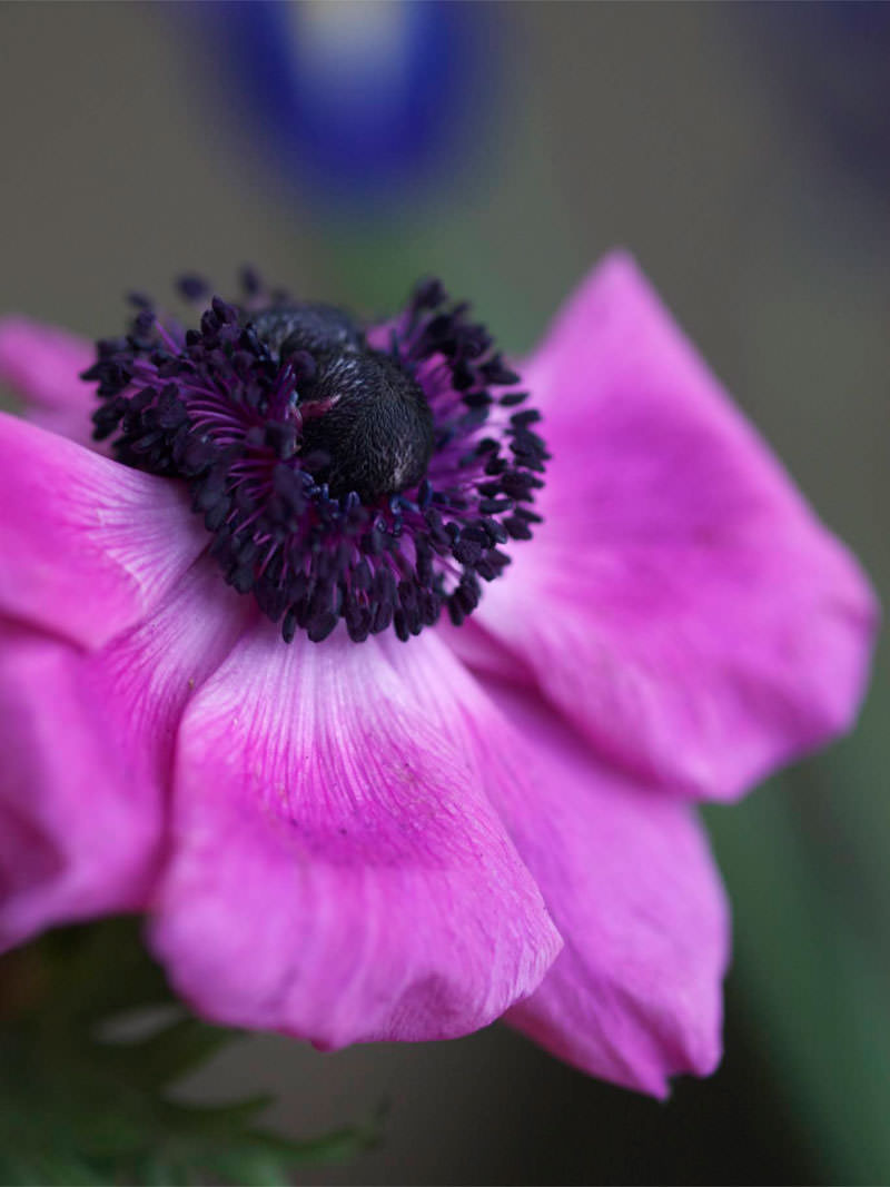 anemone-lilla