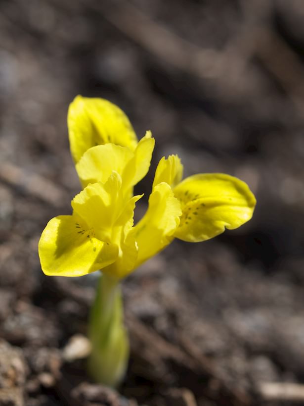 iris-danfordiae1