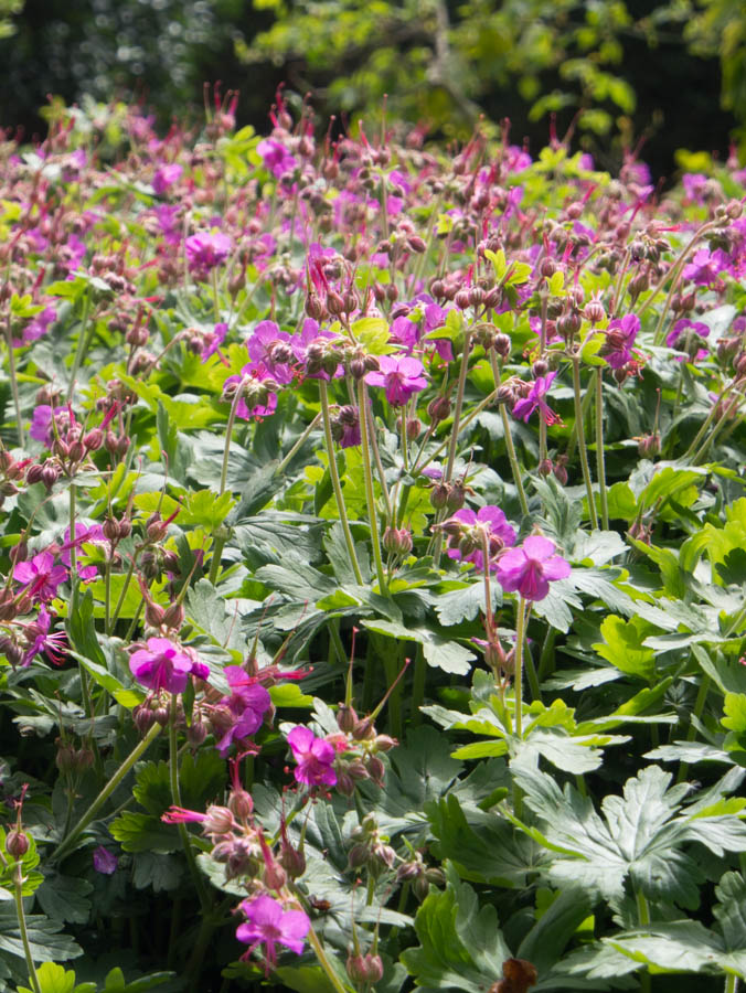 geranium