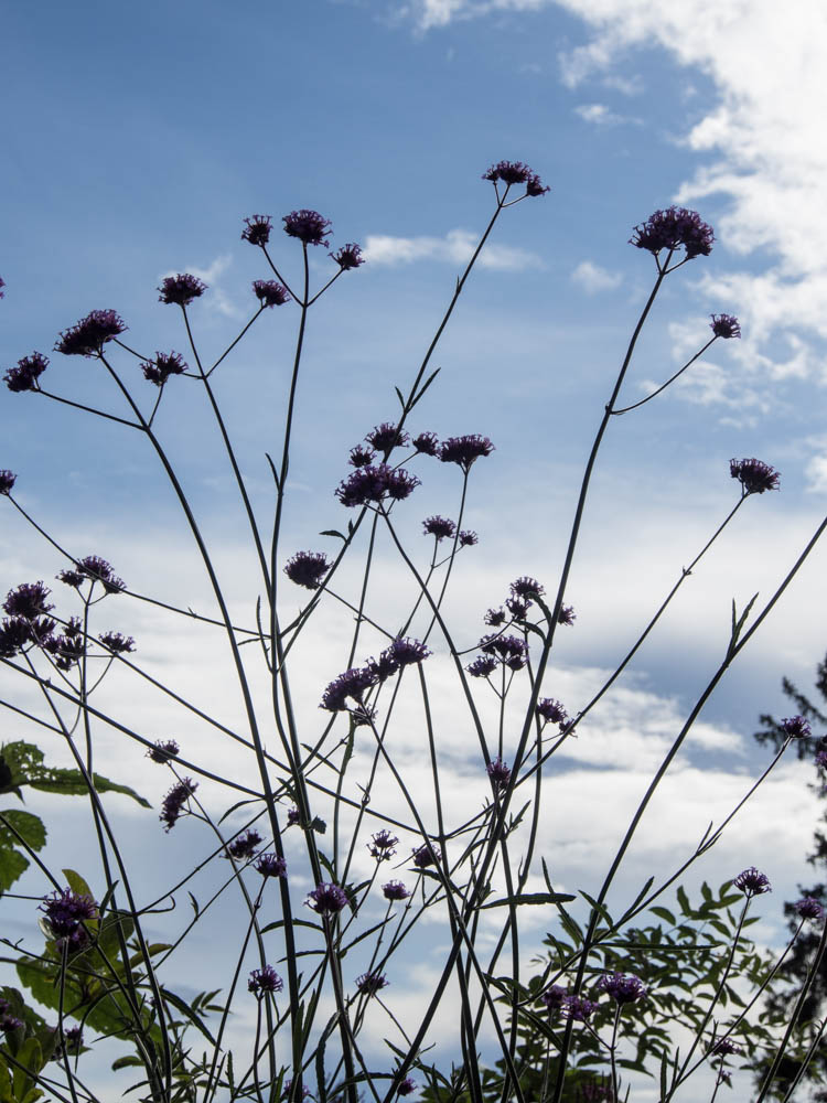 kjempeverbena-2