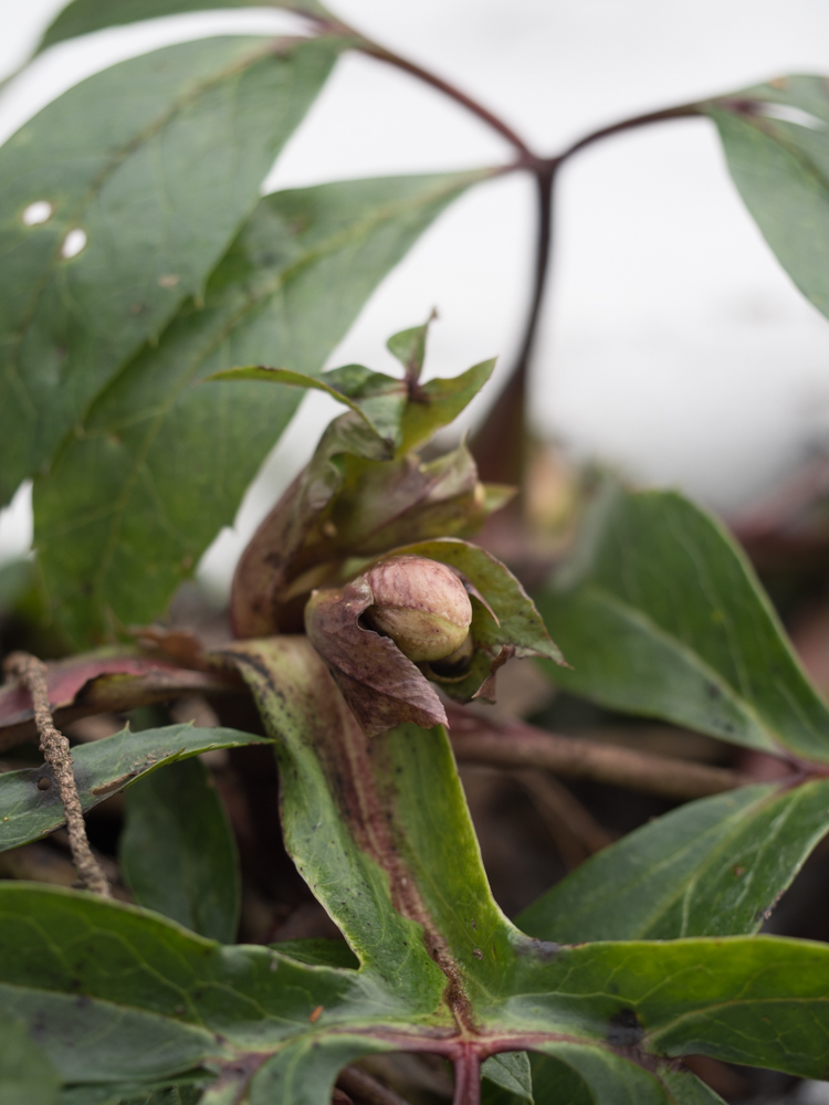 helleborus-3