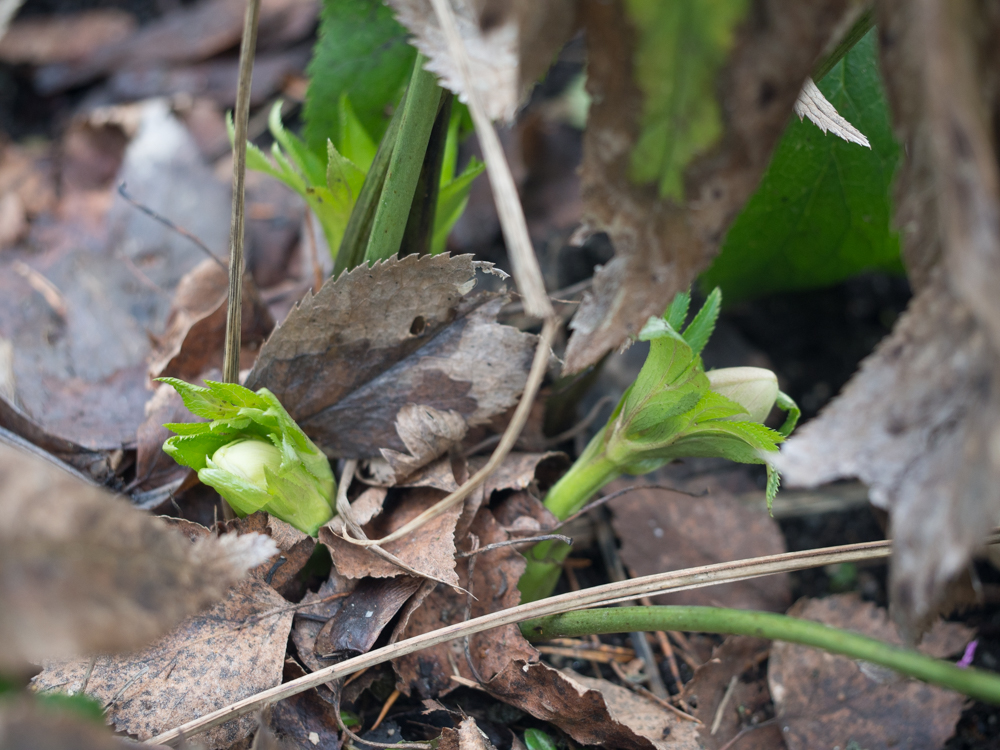 helleborus-4