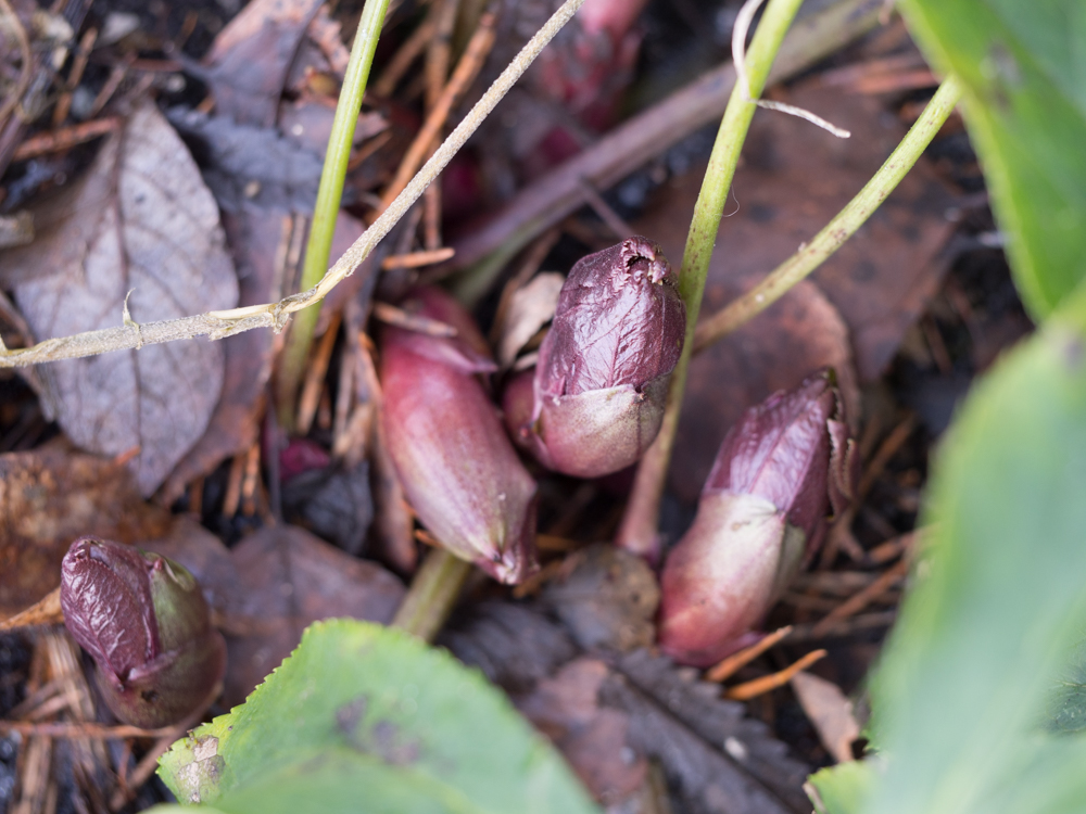 helleborus-5