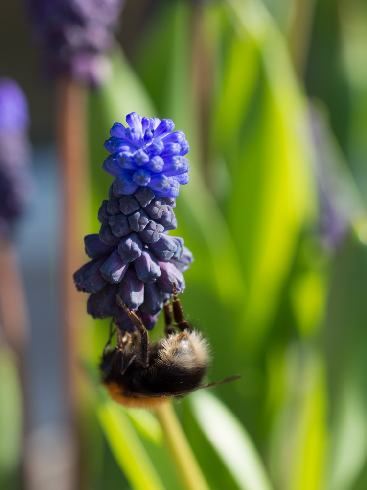 humlefavoritter-2