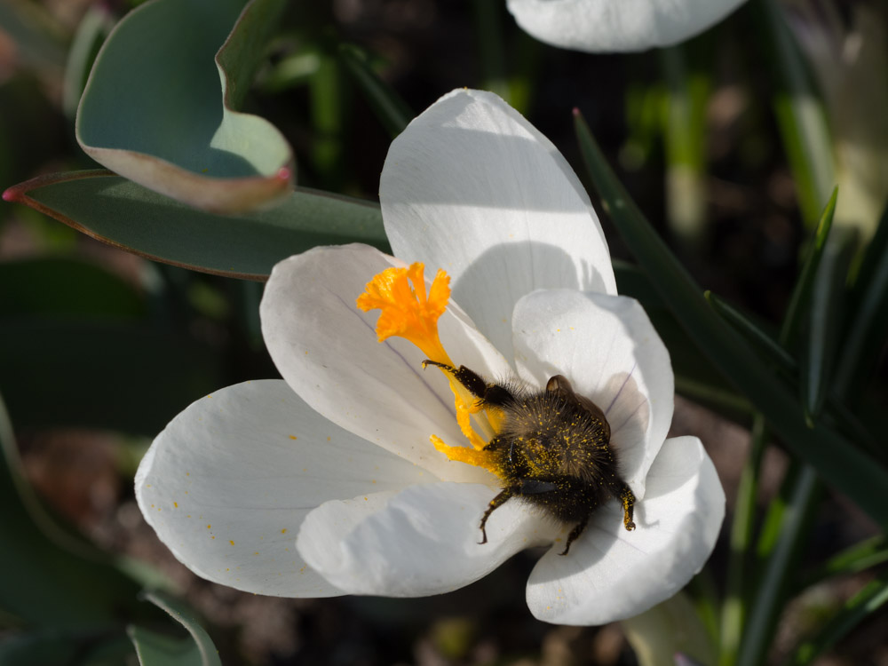 humlefavoritter-3