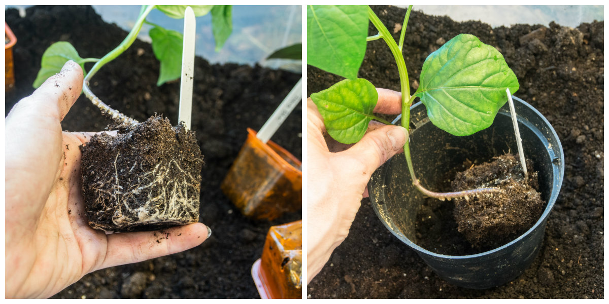 chilli-ompotting