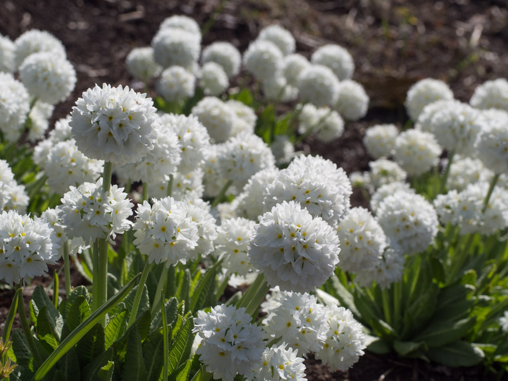 kuleprimula-4