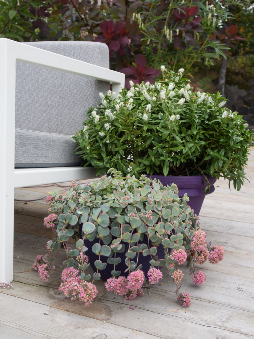 sedum