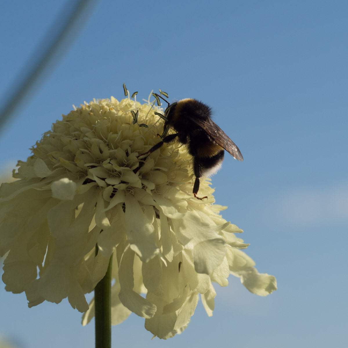 hagedrommer-2