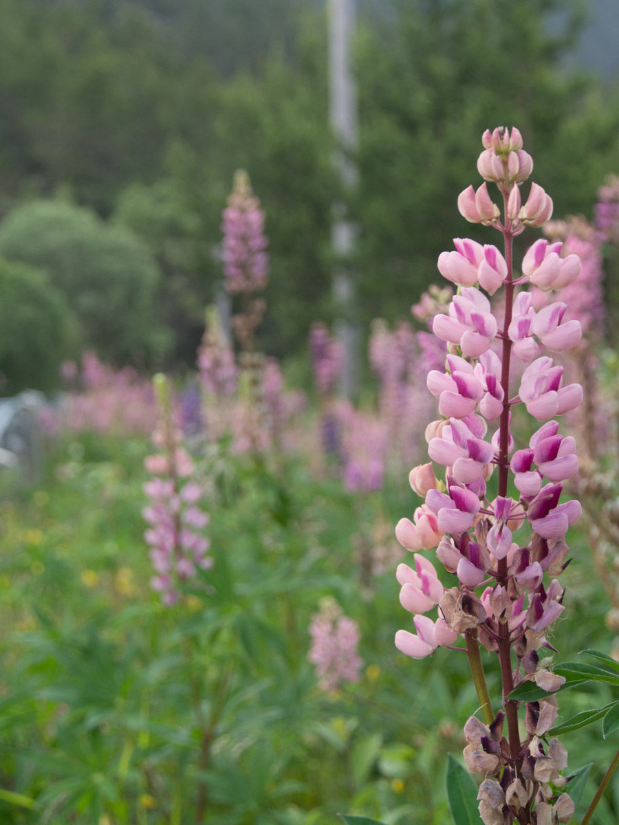 lupin-5