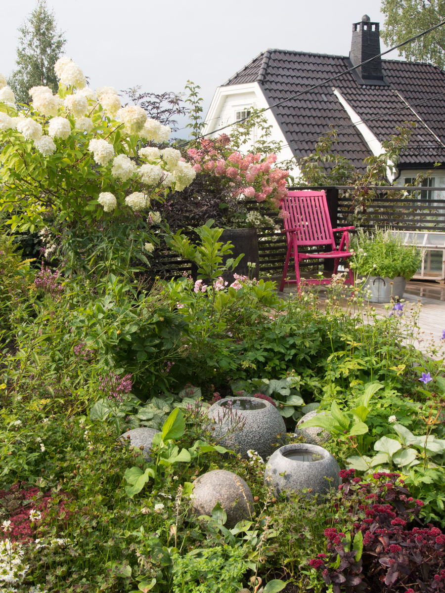 Vanille-Fraise-hortensia-2