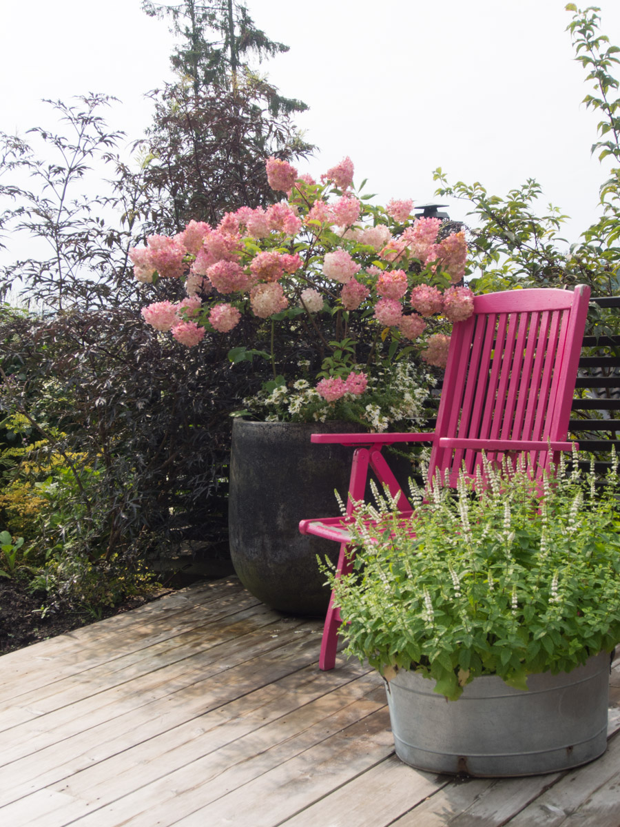 Vanille-Fraise-hortensia-3