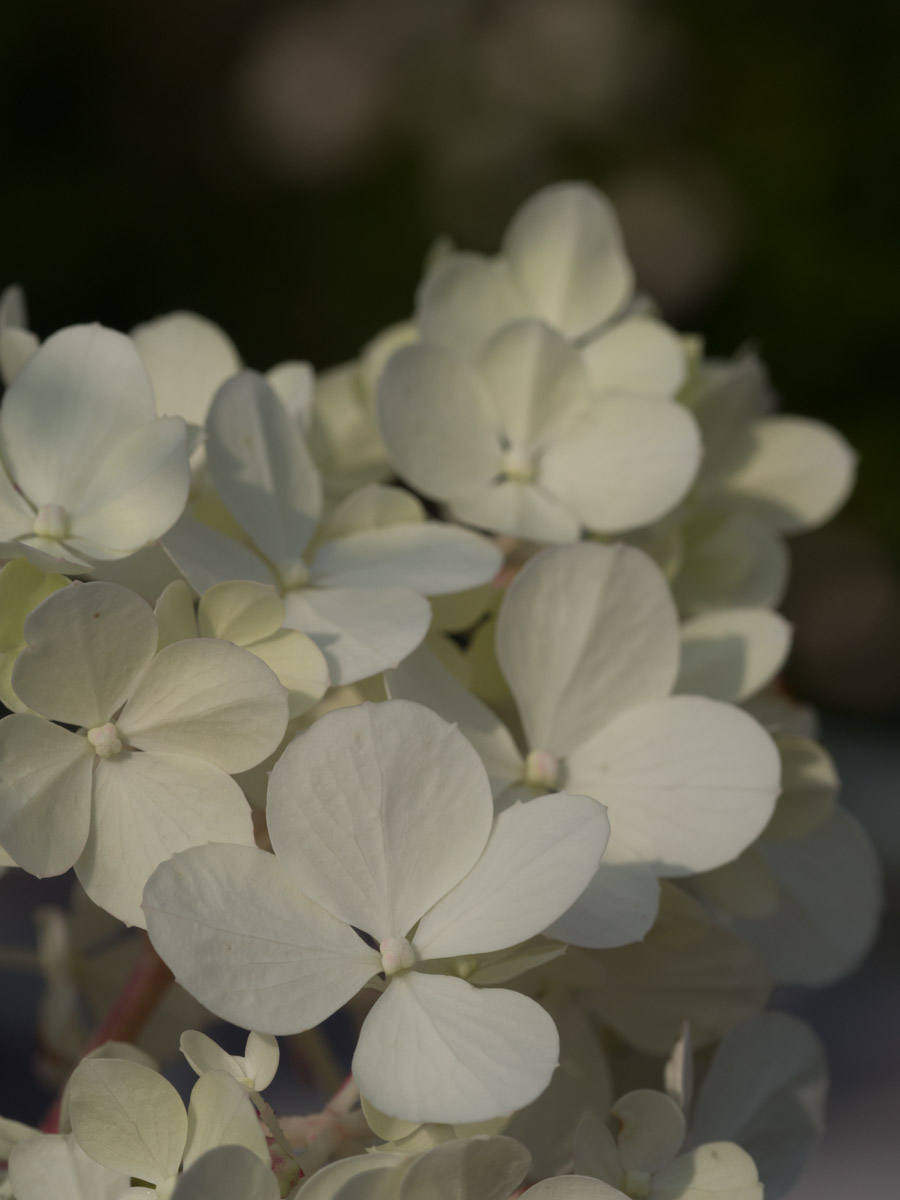 Vanille-Fraise-hortensia-4