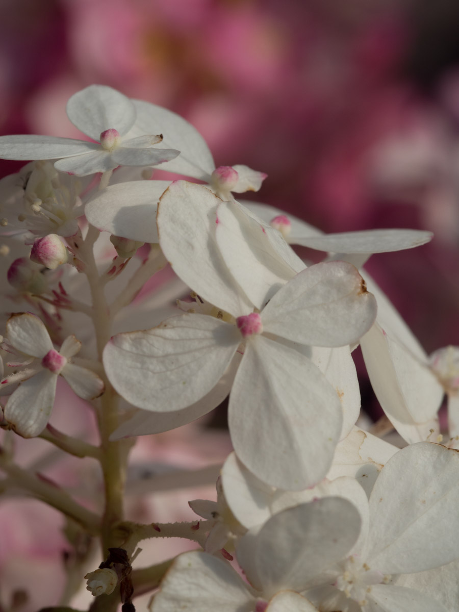 Vanille-Fraise-hortensia-5