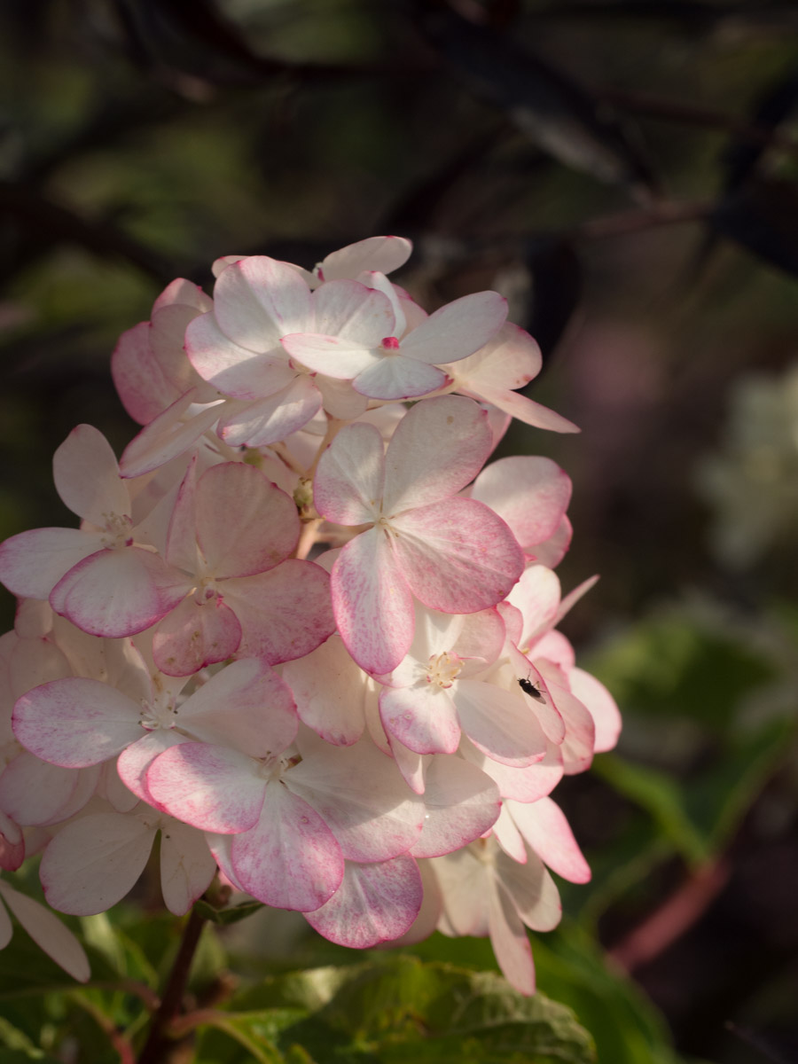 Vanille-Fraise-hortensia-6