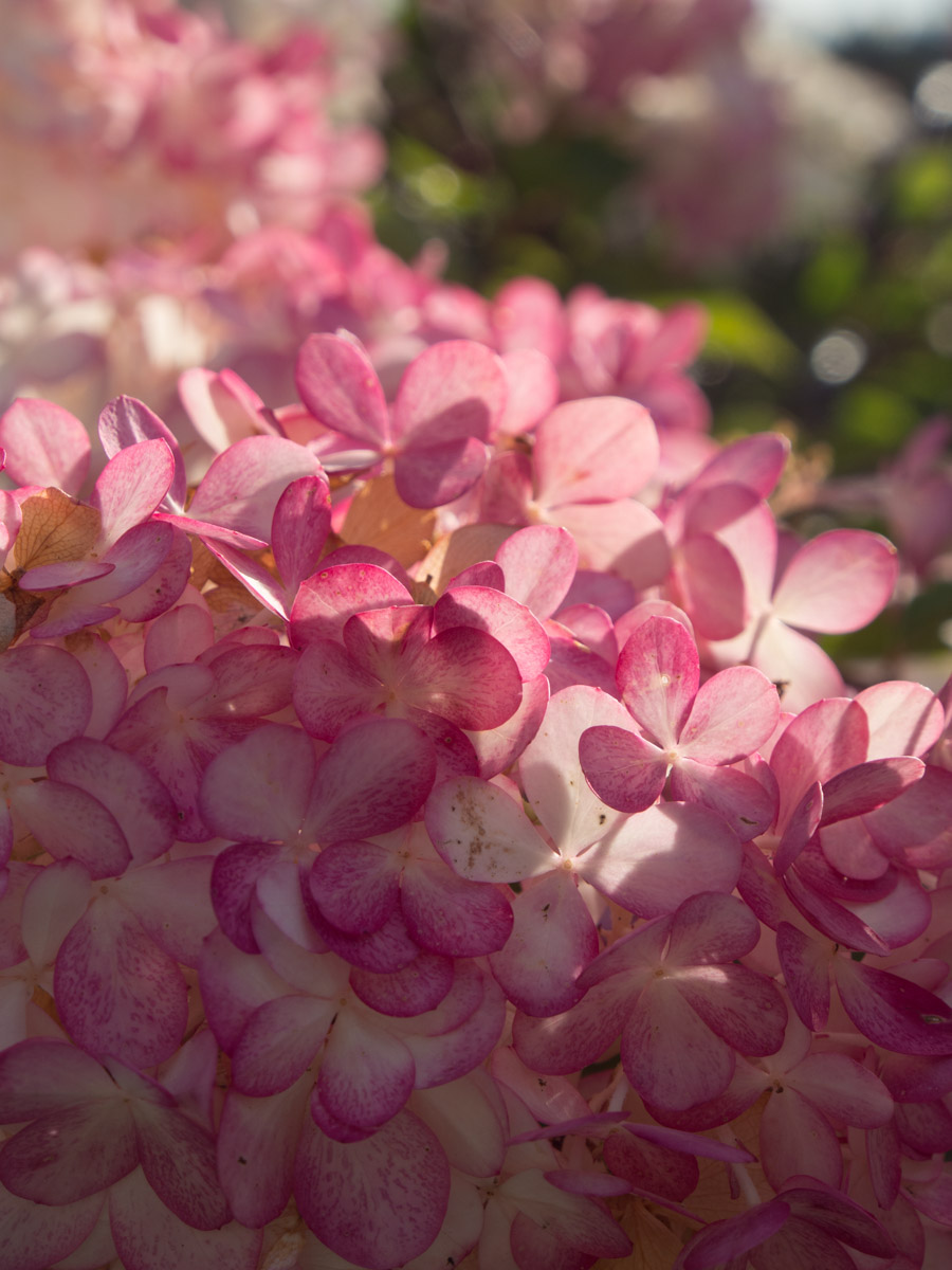 Vanille-Fraise-hortensia-7