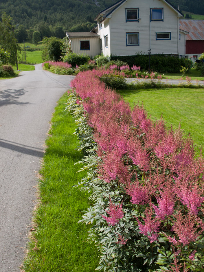 astilbe