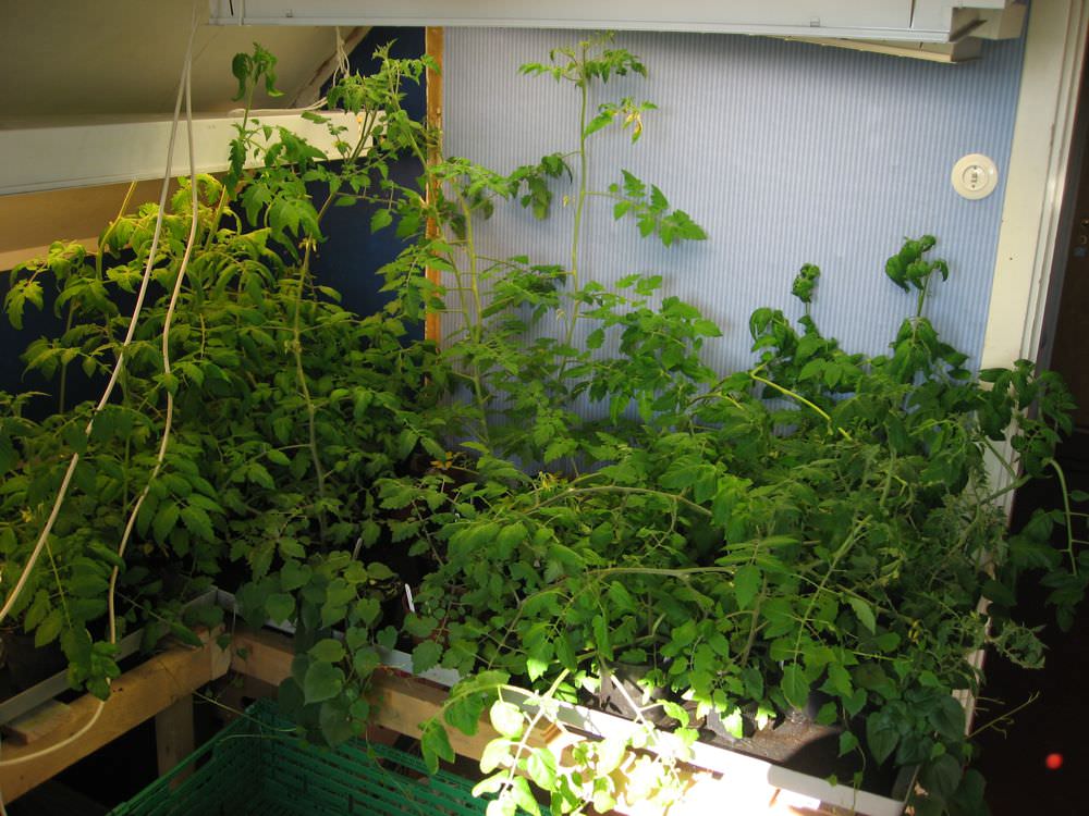 tomatkaos