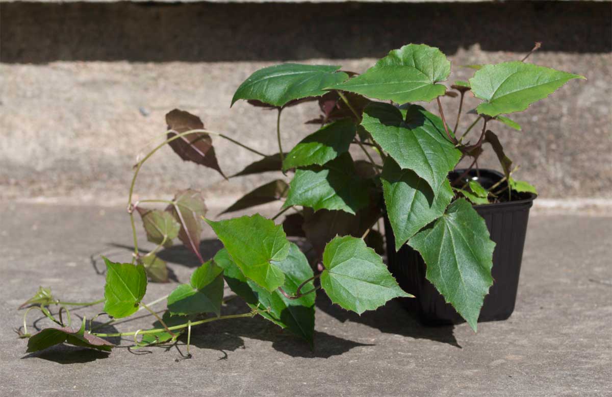blodbeger-plante