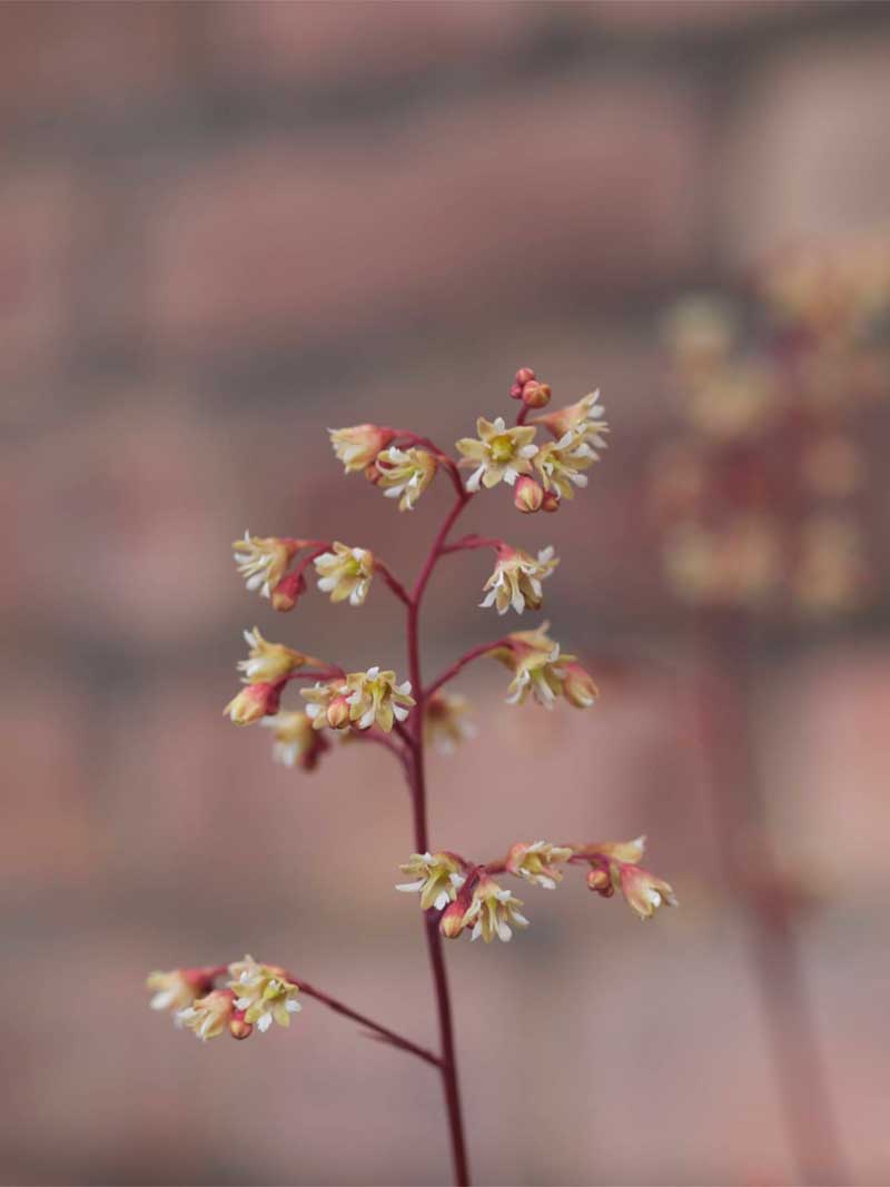 heuchera-blomst