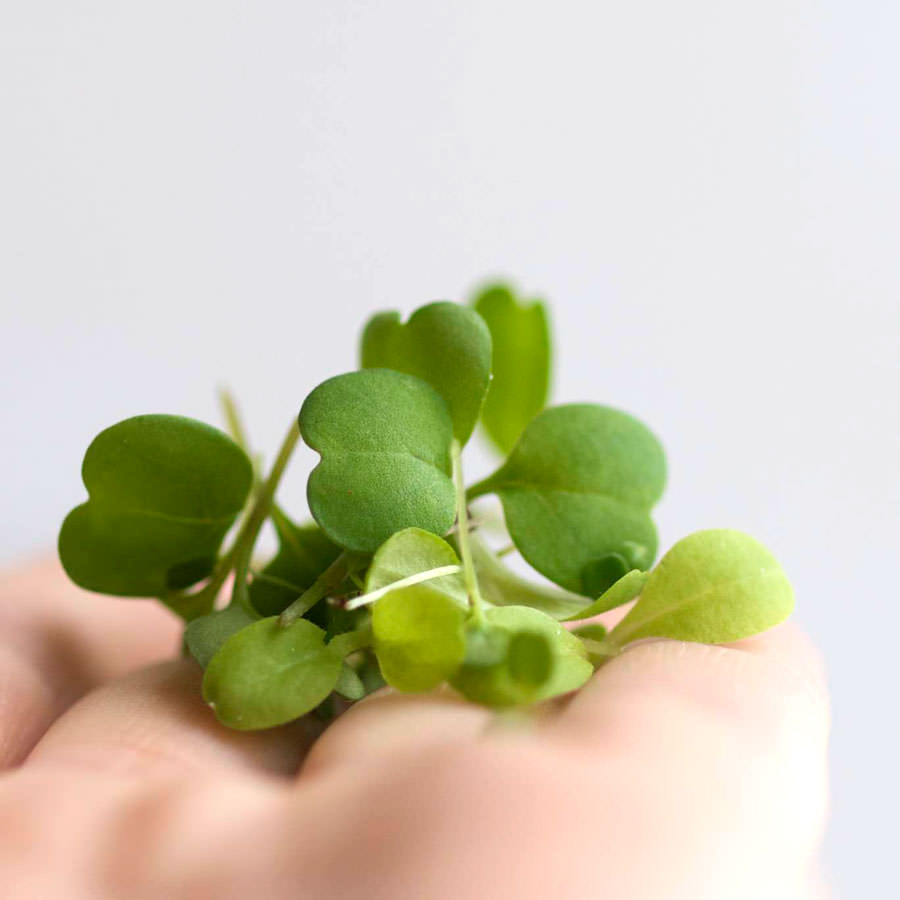 salat-mini