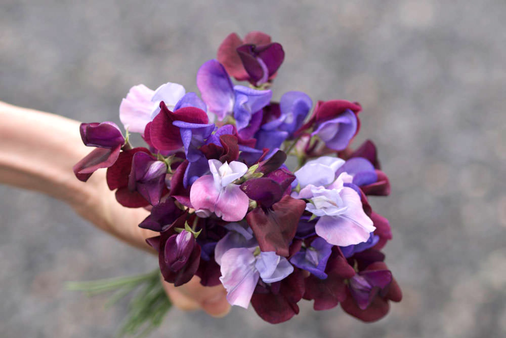 erteblomster