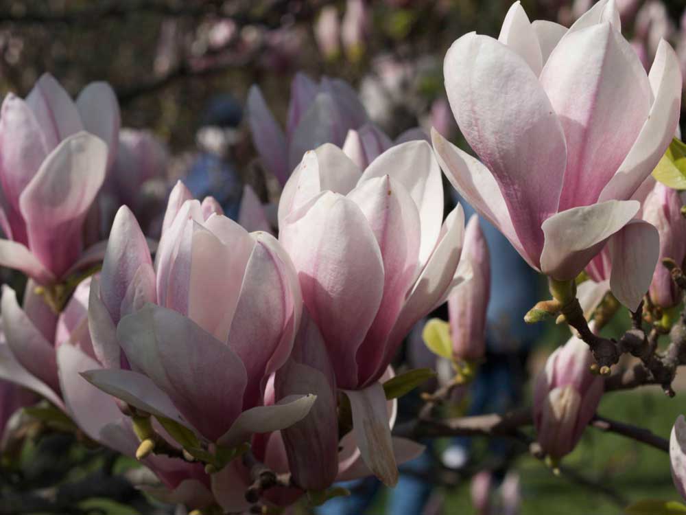 Magnoliatre i krukke