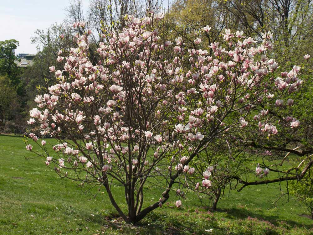 Magnoliatre i krukke