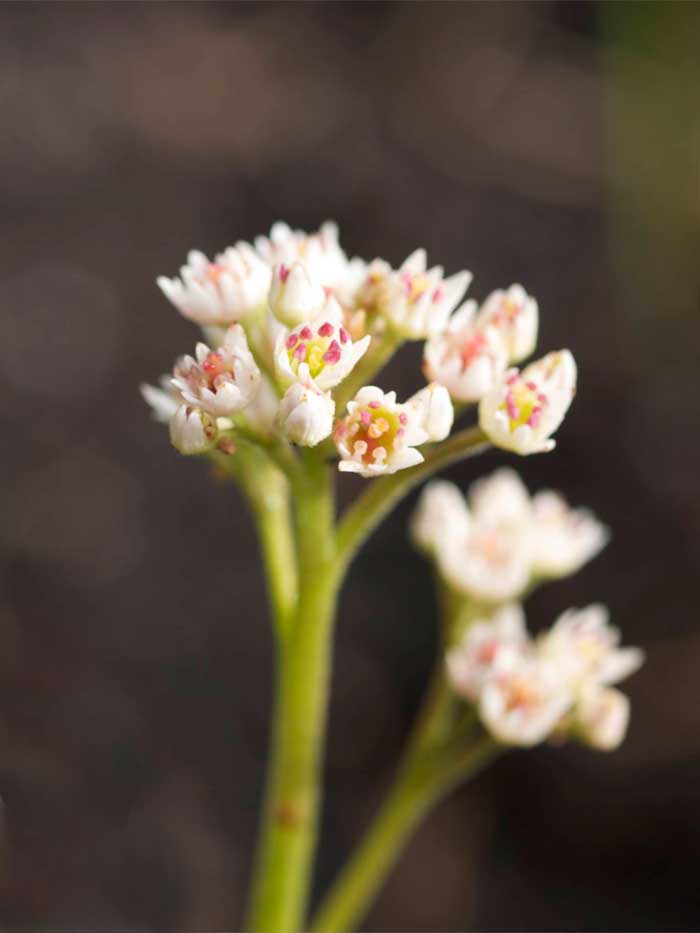 blomst-rossii