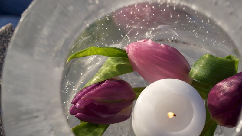 Islykt nærbilde tulipaner