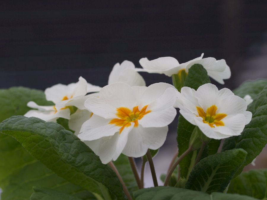 hvit primula