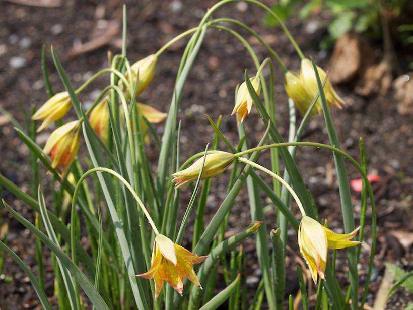 tulipa-orphanidea-Flava4