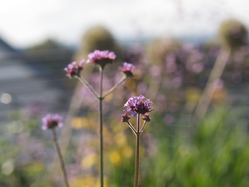 kjempeverbena1