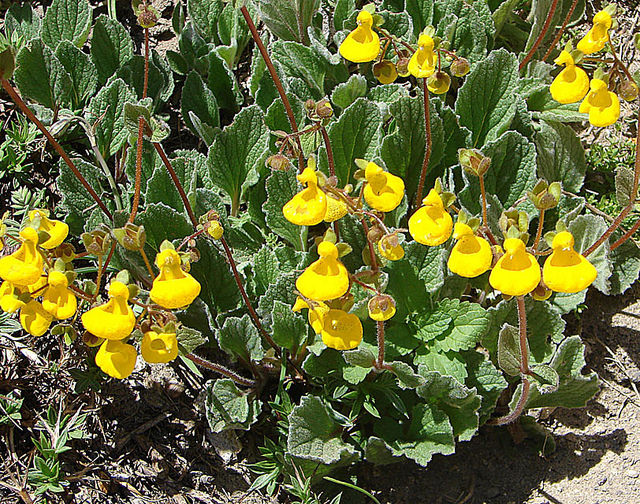Flicker-Dick_Culbert-calceolaria_biflora
