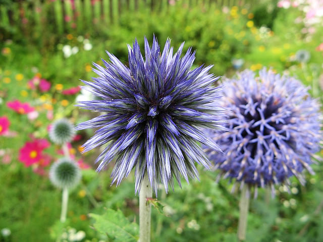 Flicker-Olgierd-echinops