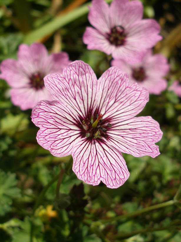 flicker-gnmcauley-geranium