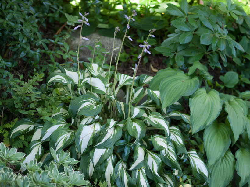 hosta