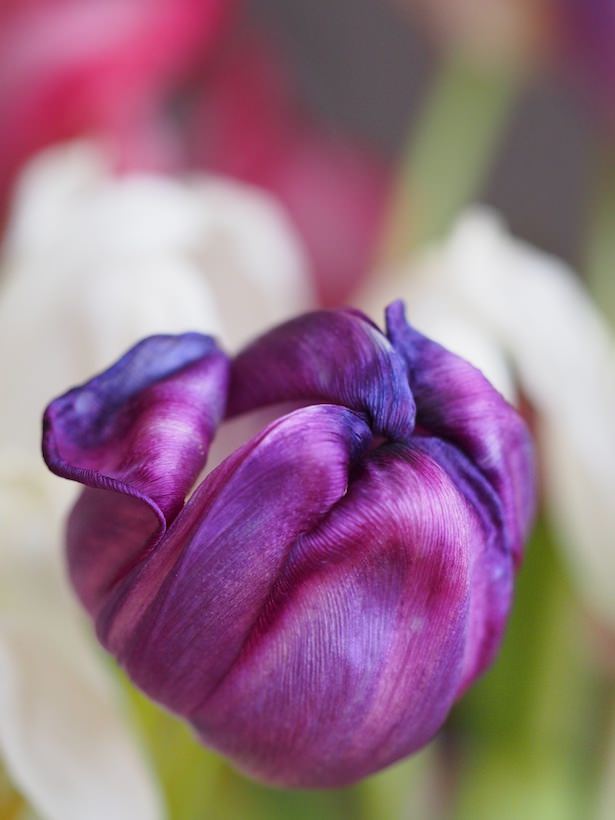 tulipaner-forfall 1