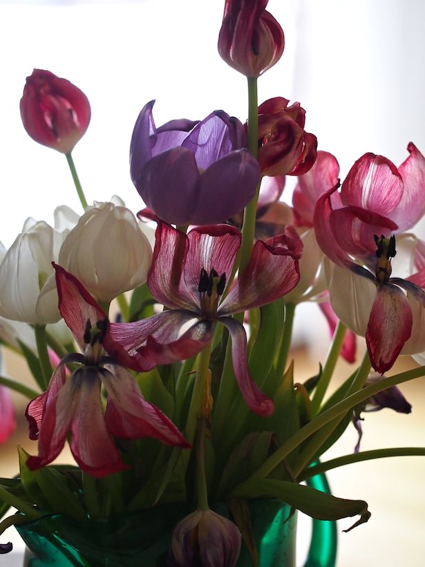 tulipaner-forfall 3