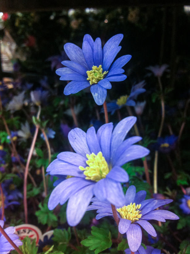 anemone-blaa