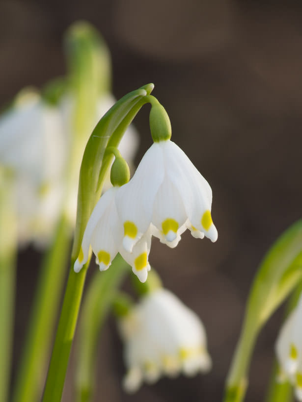 klosterklokke-blomst-1