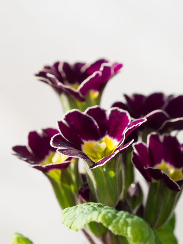 primula