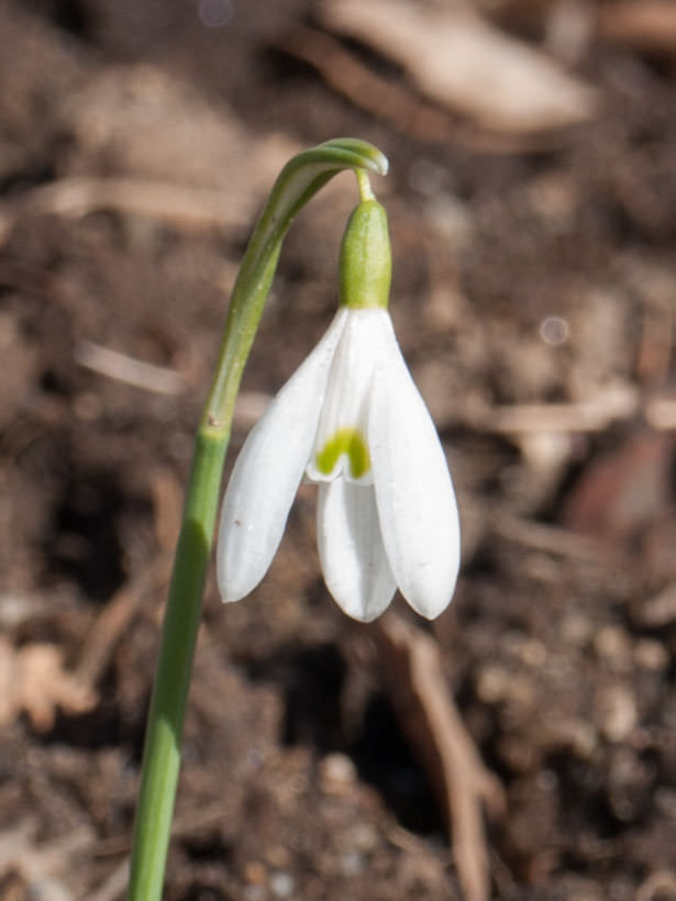 snoklokke-blomst-1