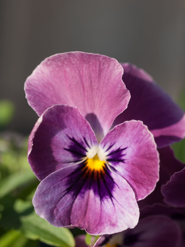 stemor-rosa