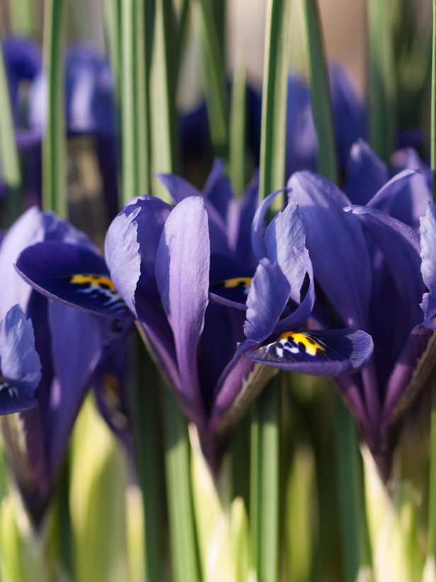 vaariris