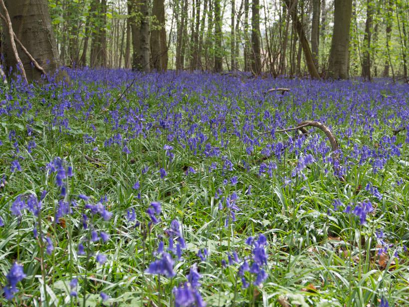bluebells