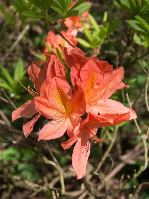 rhododendron